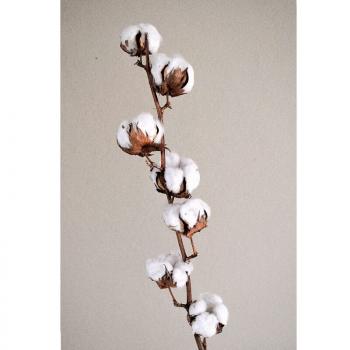 BRANCHE DE COTON 7 FLEURS DE COTON 70CM