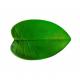 FEUILLE ANTHURIUM 44X28,5CM