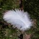 PLUMES 10GR 5/10CM BLANC