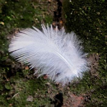 PLUMES 10GR 5/10CM BLANC