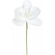 ORCHIDEE BLANCHE X5 (5CM X 10CM)